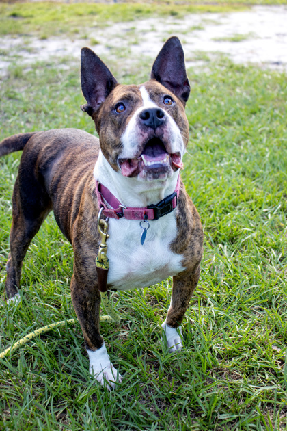 LADY - American Staffordshire Terrier / Mix available for adoption