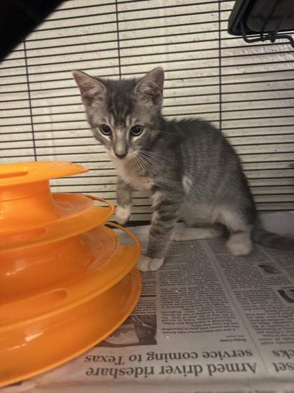 BOWIE - Domestic Shorthair / Mix available for adoption