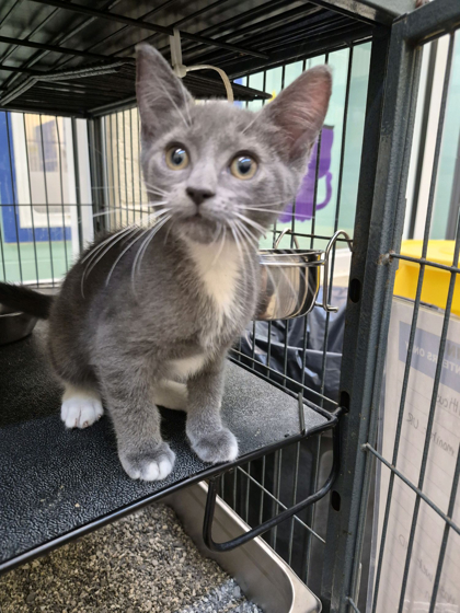 ATTICUS - Domestic Shorthair / Mix available for adoption