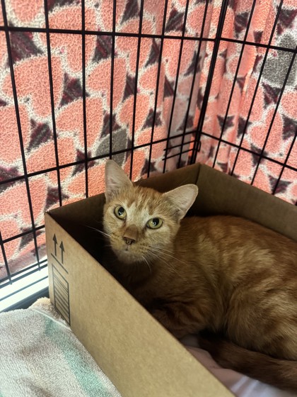BANANA PUDDING - Domestic Shorthair / Mix available for adoption