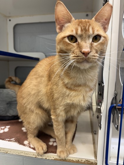SASQUATCH - Domestic Shorthair / Mix available for adoption