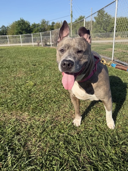 DIAMOND - Mixed Breed, Medium (up to 44 lbs fully grown) / Mix for adoption in Palm Bay