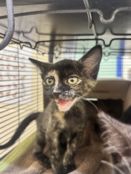AMBER - Domestic Shorthair / Mix available for adoption