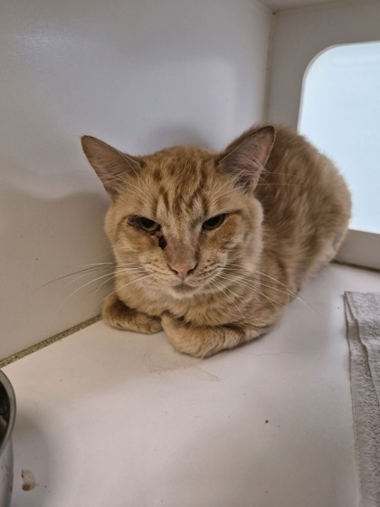 PEWDIEPIE - Domestic Shorthair / Mix available for adoption