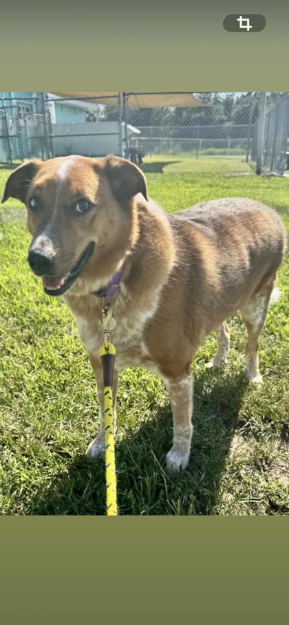 RED - Mixed Breed, Large (over 44 lbs fully grown) / Mix available for adoption
