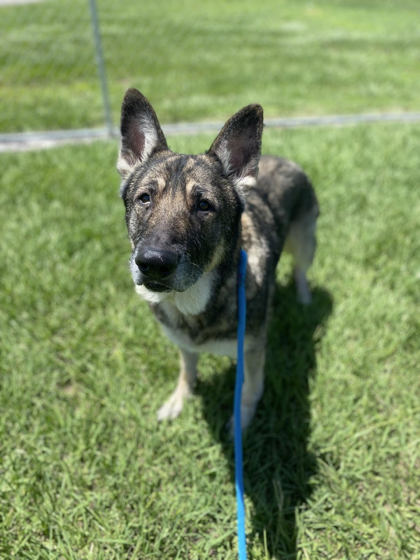 CHEF - Shepherd / Mix available for adoption