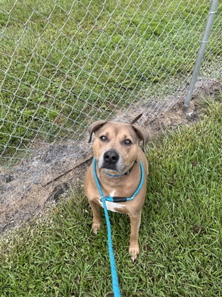 GUNNY - Mixed Breed, Large (over 44 lbs fully grown) / Mix available for adoption