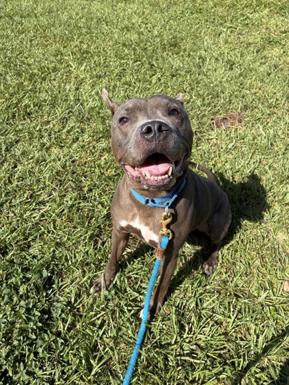 DIEZEL - Mixed Breed, Large (over 44 lbs fully grown) / Mix available for adoption