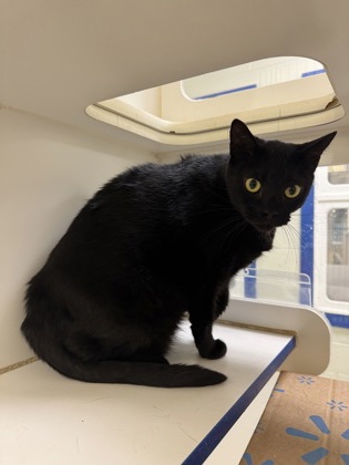 JACKIE - Domestic Shorthair / Mix available for adoption