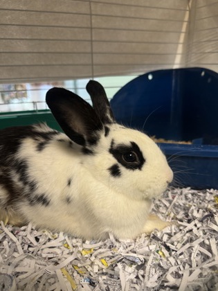 FROG - Rabbit / Rabbit available for adoption
