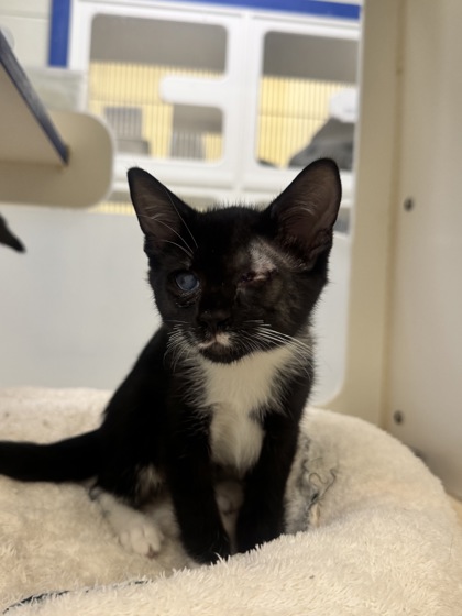 KUMQUAT - Domestic Shorthair / Mix available for adoption