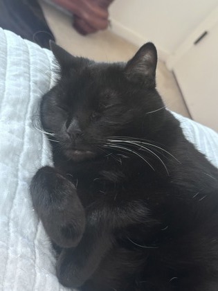 SABA - Domestic Shorthair / Mix available for adoption