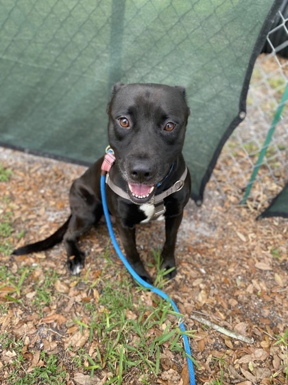 CHARCOAL - Mixed Breed, Large (over 44 lbs fully grown) / Mix available for adoption
