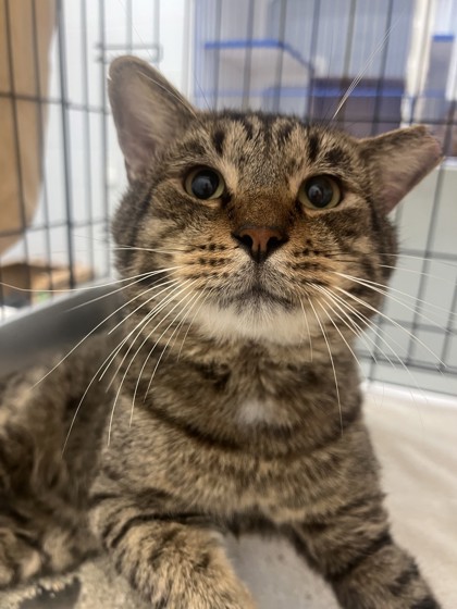 GLITCH - Domestic Medium Hair / Mix available for adoption