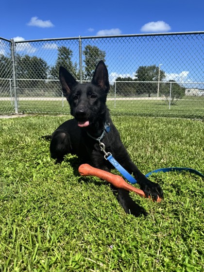 LEILA - German Shepherd / Mix available for adoption