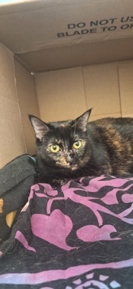 ROSIE - Domestic Shorthair / Mix available for adoption