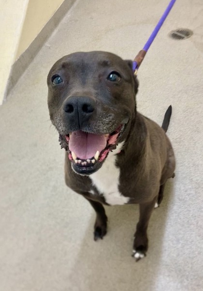 SASHA - Mixed Breed, Large (over 44 lbs fully grown) / Mix available for adoption