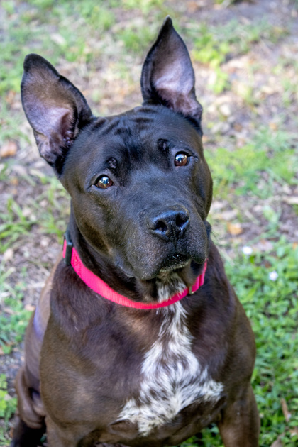 MAX - Mixed Breed, Large (over 44 lbs fully grown) / Mix available for adoption
