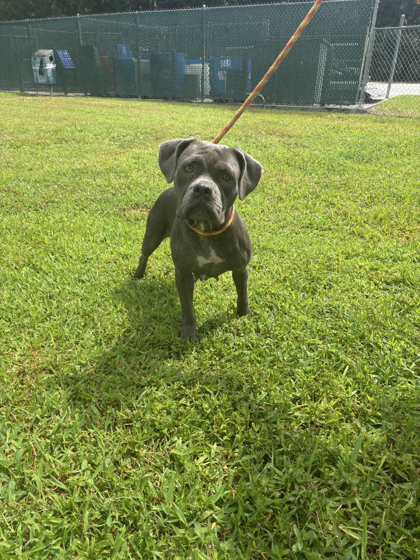 VELMA - Mixed Breed, Large (over 44 lbs fully grown) / Mix available for adoption