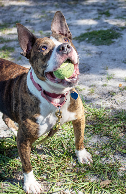 LADY - American Staffordshire Terrier / Mix available for adoption
