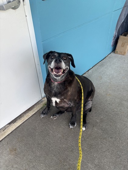 ELLEN - Mixed Breed, Large (over 44 lbs fully grown) / Mix available for adoption