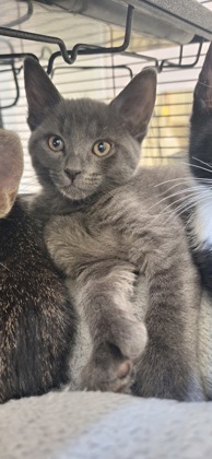 PHOEBE - Domestic Shorthair / Mix available for adoption