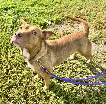 ROYALTY - Mixed Breed, Large (over 44 lbs fully grown) / Mix available for adoption