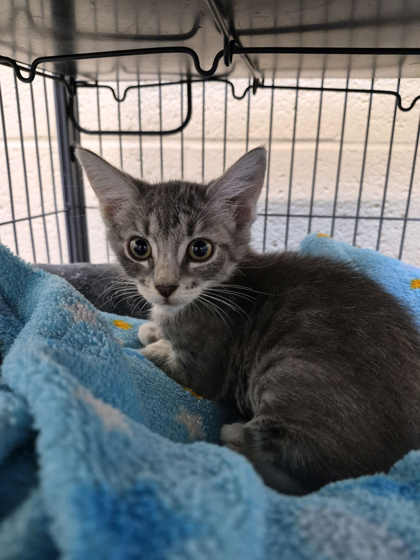 ALICE - Domestic Shorthair / Mix available for adoption