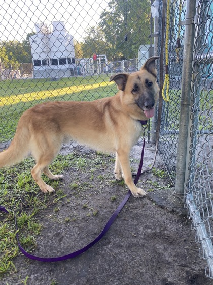 HANS - German Shepherd / Mix for adoption in Palm Bay