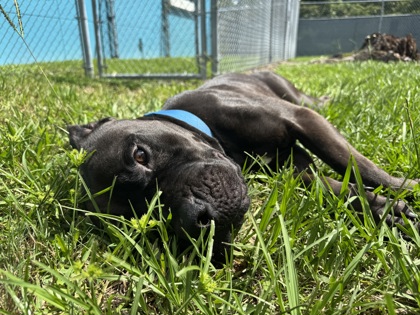 DIRK - Mixed Breed, Large (over 44 lbs fully grown) / Mix available for adoption