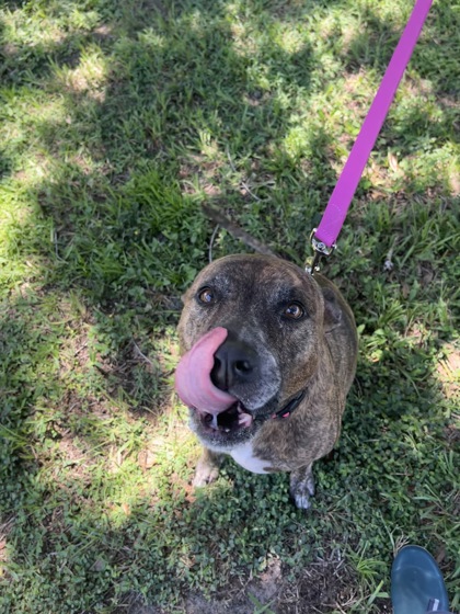 LOKI - Mixed Breed, Large (over 44 lbs fully grown) / Mix available for adoption