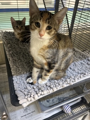 HUBBA BUBBA - Domestic Shorthair / Mix available for adoption