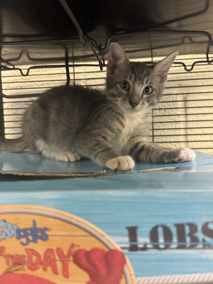 BOWIE - Domestic Shorthair / Mix available for adoption