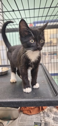 SNOWSHOE - Domestic Shorthair / Mix available for adoption