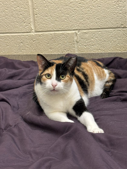 MARTINI - Domestic Shorthair / Mix available for adoption