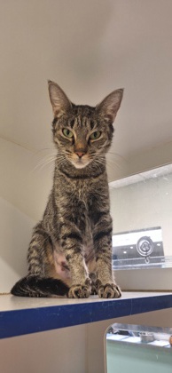 GRACE - Domestic Shorthair / Mix available for adoption