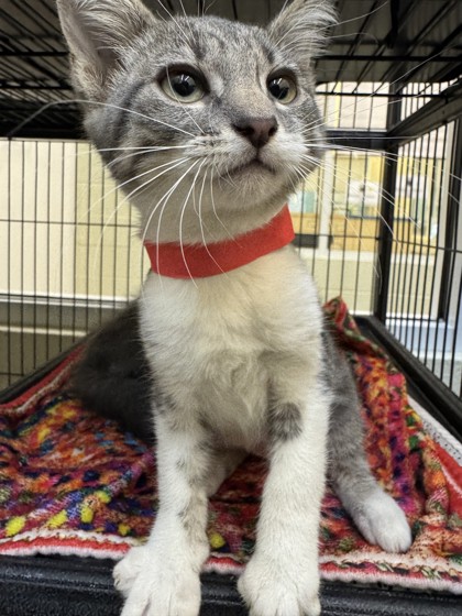 JIMMY CHOO - Domestic Shorthair / Mix available for adoption