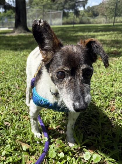 BOOMER - Mixed Breed, Small (under 24 lbs fully grown) / Mix available for adoption