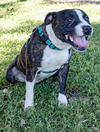 MACK TRUCK - Mixed Breed, Large (over 44 lbs fully grown) / Mix available for adoption