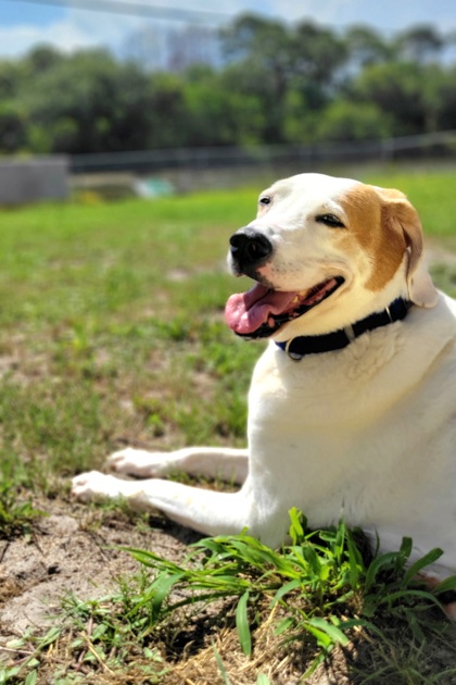 WOODY - Mixed Breed, Large (over 44 lbs fully grown) / Mix for adoption in Palm Bay