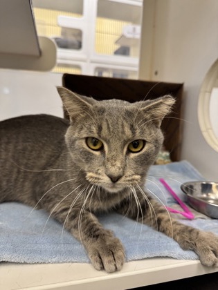 POBLANO - Domestic Shorthair / Mix available for adoption