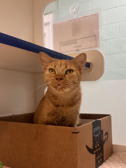 BANANA PUDDING - Domestic Shorthair / Mix available for adoption