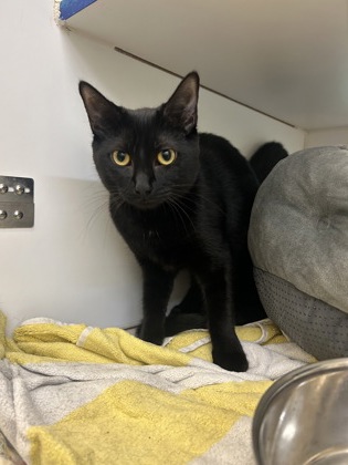 JAGUAR - Domestic Shorthair / Mix available for adoption