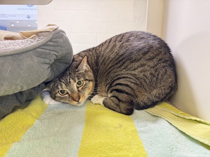 KIWI - Domestic Shorthair / Mix available for adoption