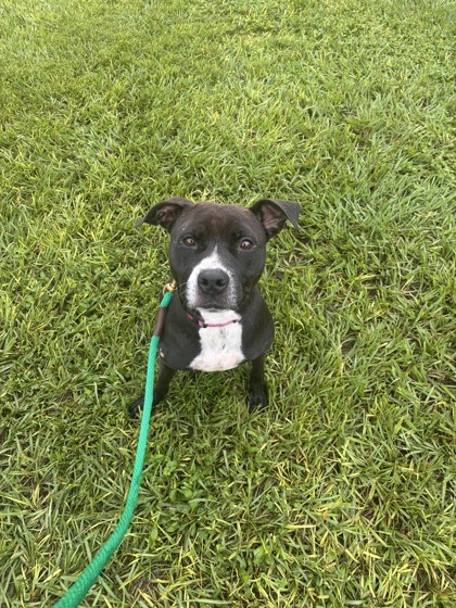 GOGO - Mixed Breed, Large (over 44 lbs fully grown) / Mix available for adoption