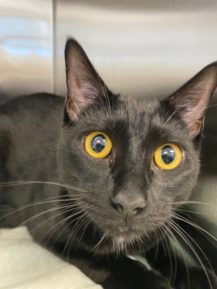 PANTHER - Domestic Shorthair / Mix available for adoption