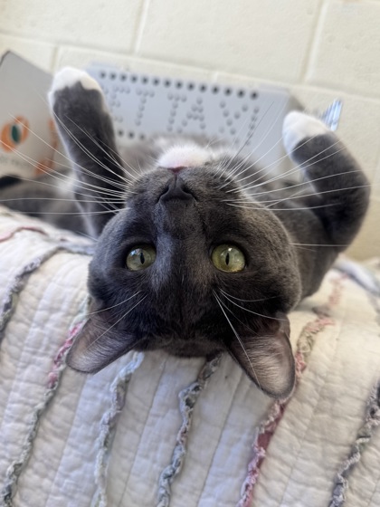 RAZOR - Domestic Shorthair / Mix available for adoption