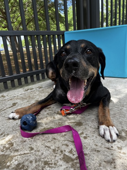 JACKIE - Mixed Breed, Large (over 44 lbs fully grown) / Mix for adoption in Palm Bay