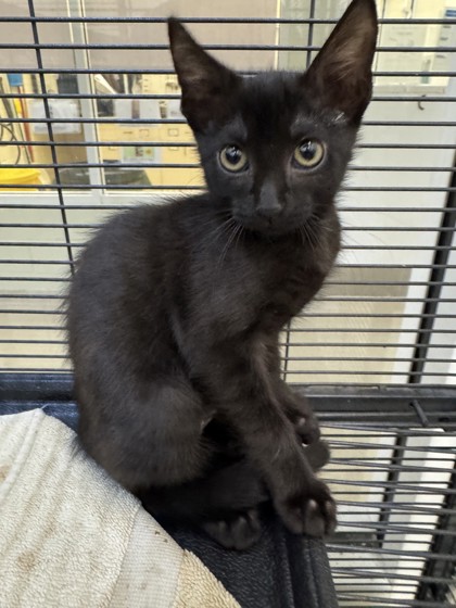 SHUTTLE - Domestic Shorthair / Mix available for adoption