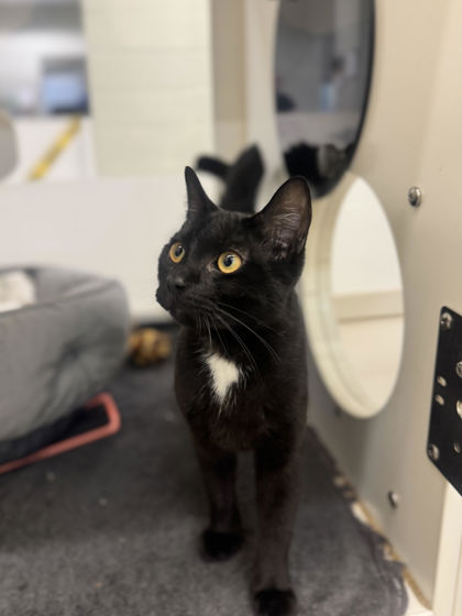 CHAIRMAN MEOW - Domestic Shorthair / Mix available for adoption